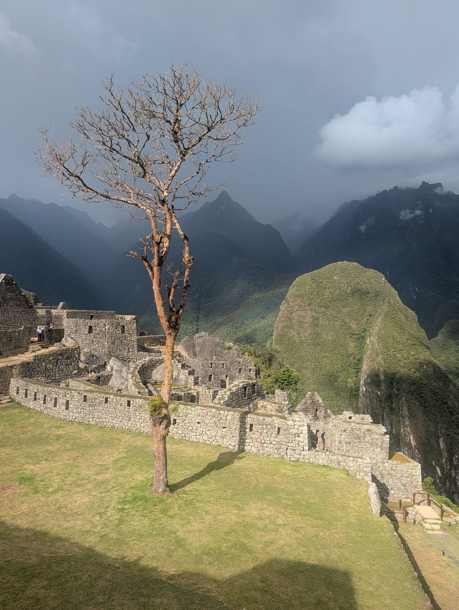 Machu Picchu ruins with a tall bare tree in the foreground and Huayna Picchu peak behind, Cusco, Peru.
