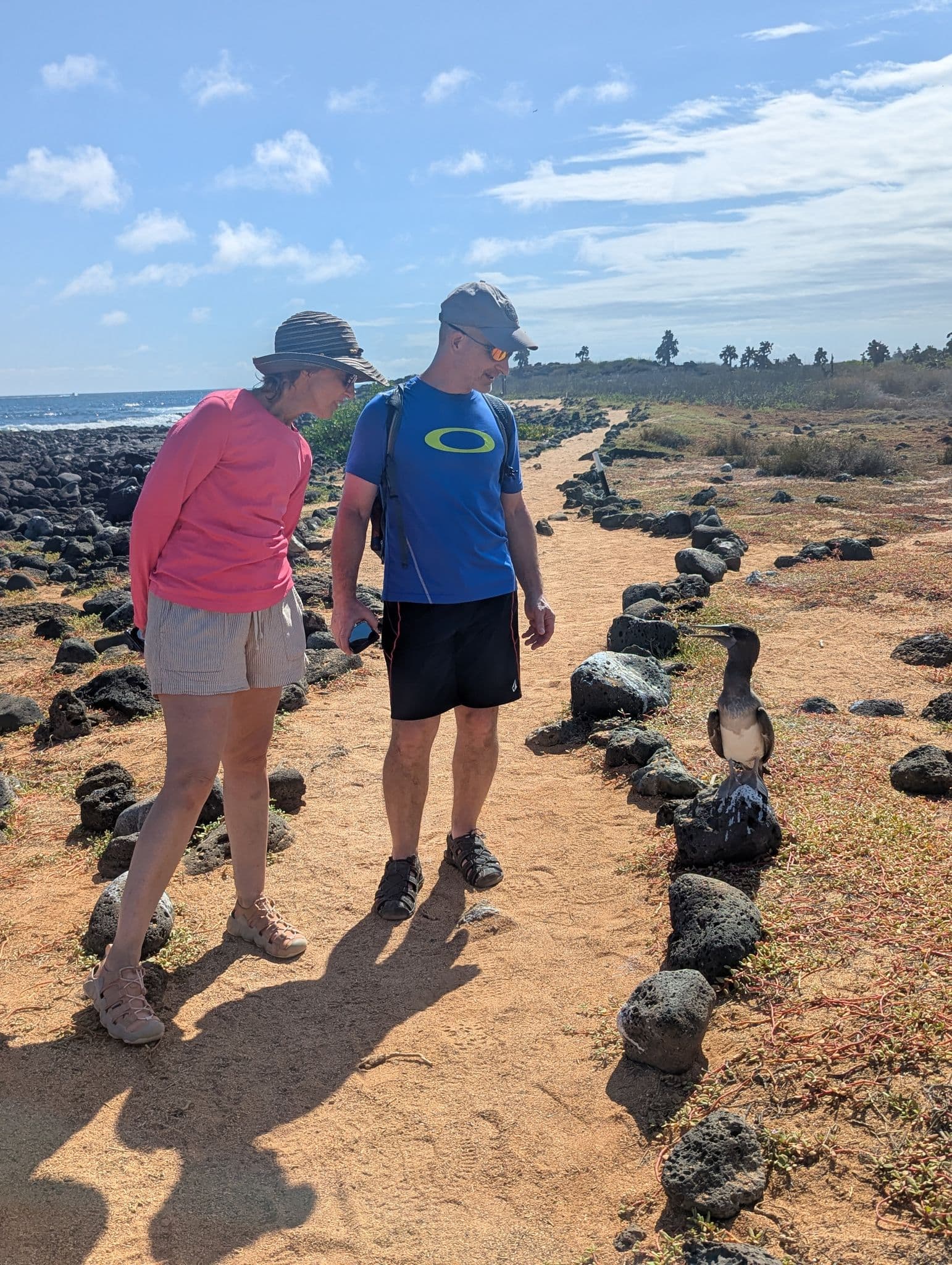 A seabird perched on a rock as two travelers look at it on a coastal trail on Santa Cruz Island, Galápagos, Ecuador.
