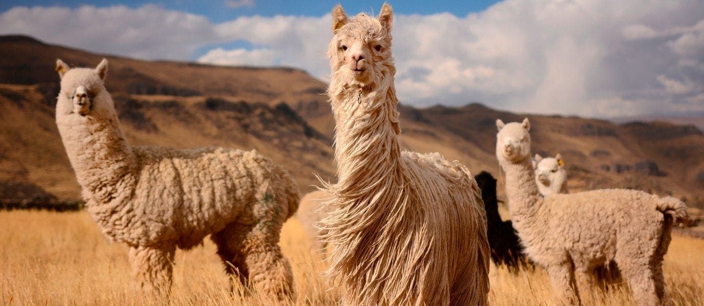 From Sacred Valley to Lake Titicaca