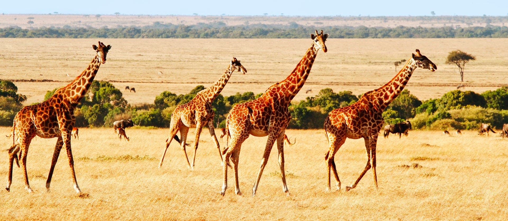 Family: Maasai Mara & Mombasa beach relax
