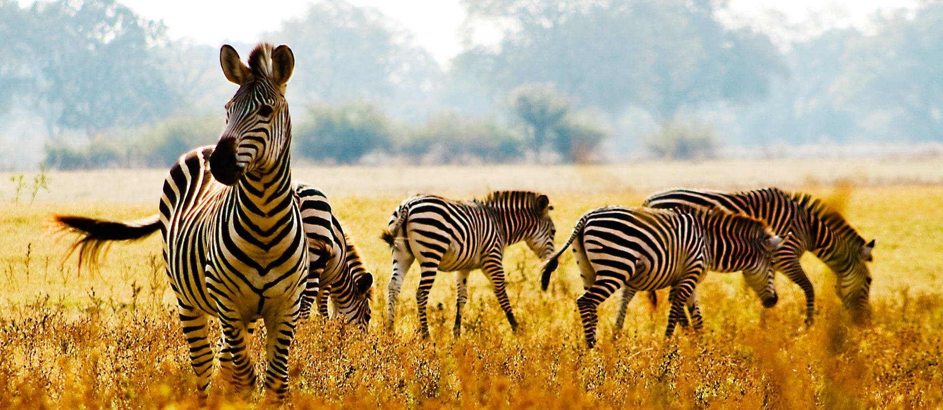 Cape & Kruger Explorer 