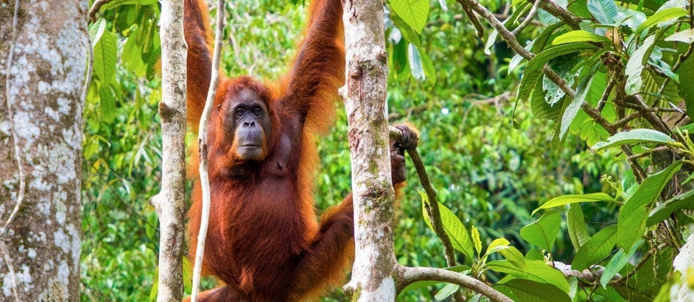 Between Rainforests & Orangutans