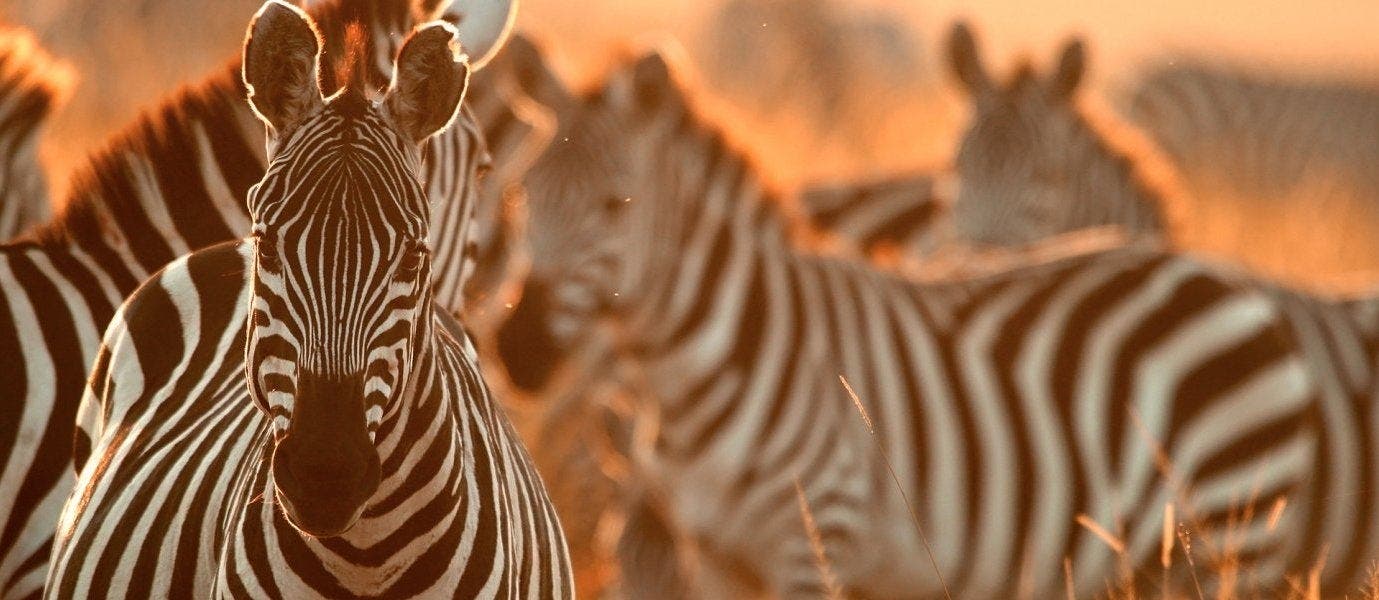 Luxury Safari & All-Inclusive Zanzibar 