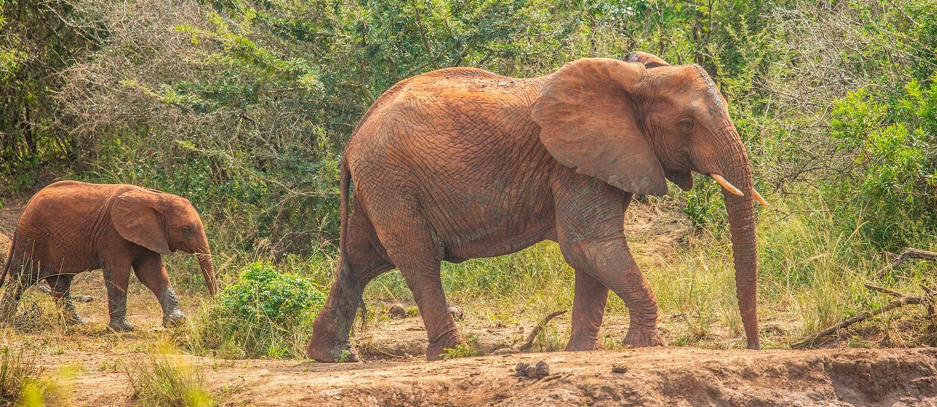 African roars: Big 5 to Victoria Falls