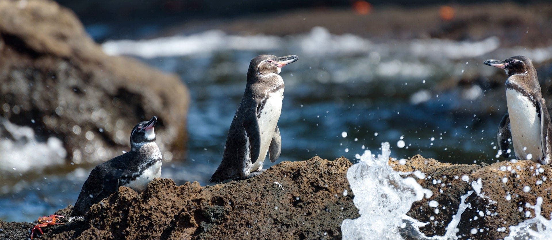 Into the wild: Galapagos & Isabela Island
