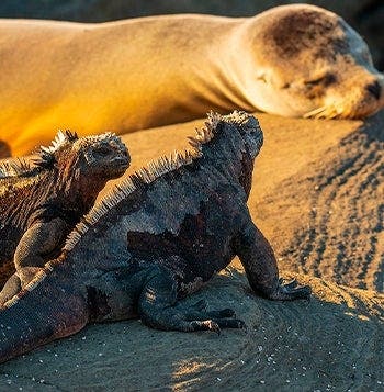 Amazon & Island Hopping in Galapagos