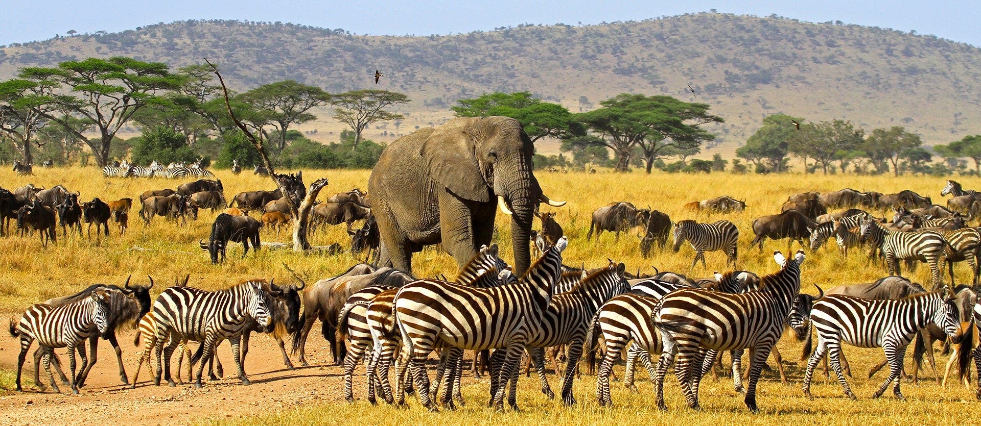 Best safari parks: Maasai Mara & Serengeti