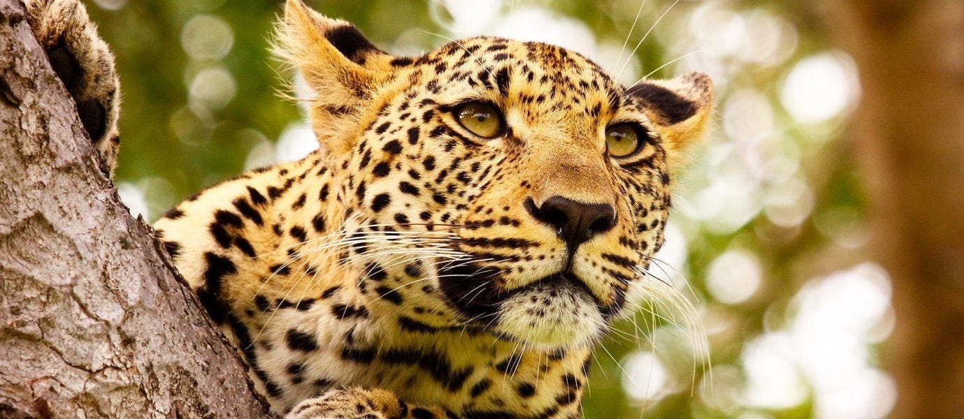 FR: Explorer Le Cap et Kruger