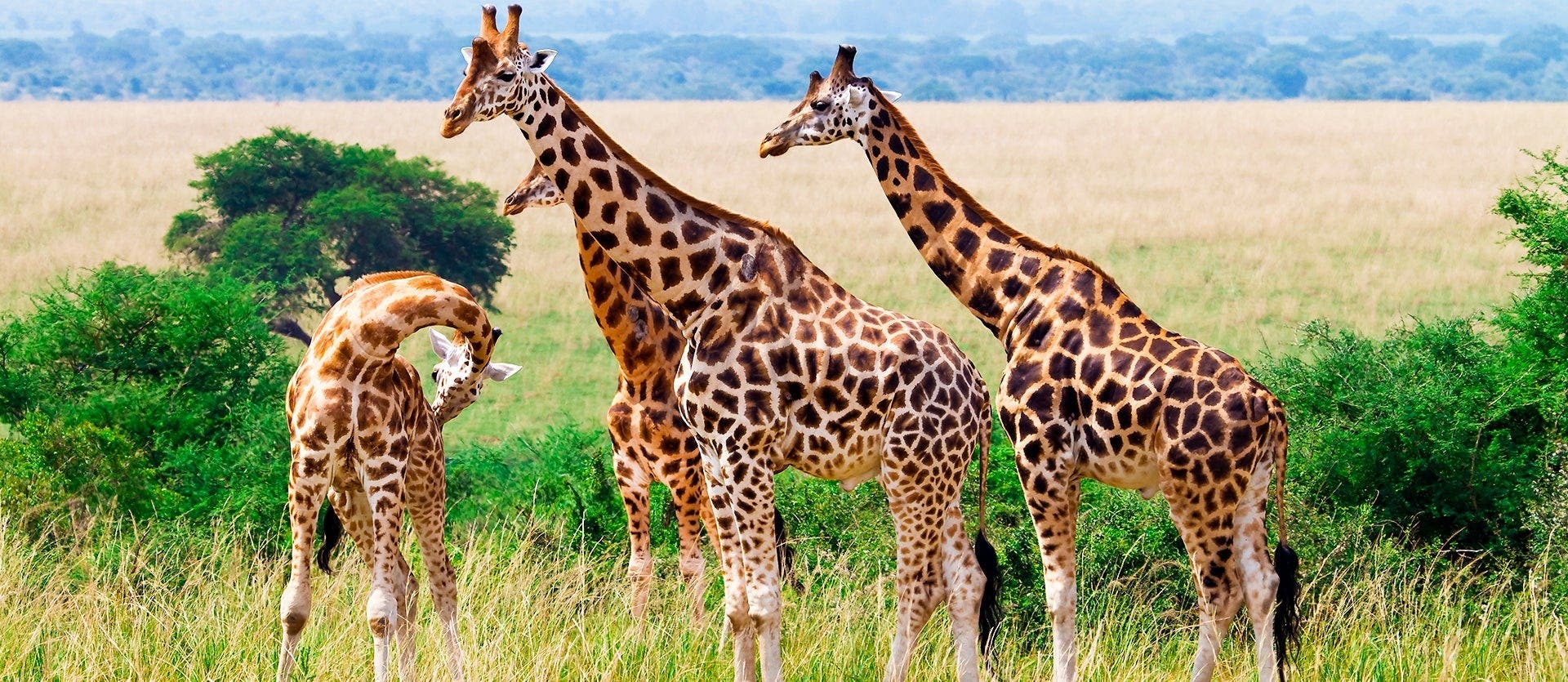 FR: Explorer Le Cap et Kruger