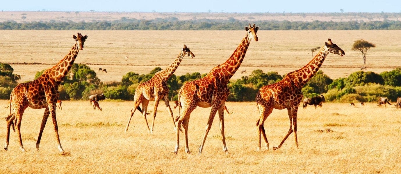 FR: Luxe et Aventure au Kenya