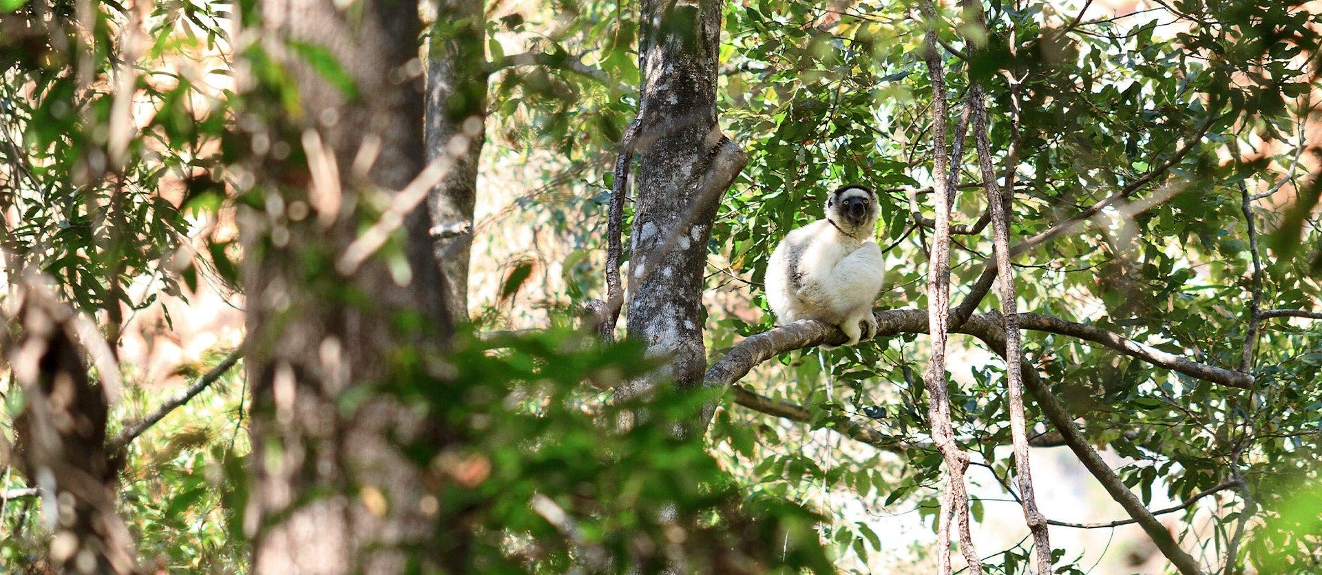 Lemurs, baobabs & Malagasy coast