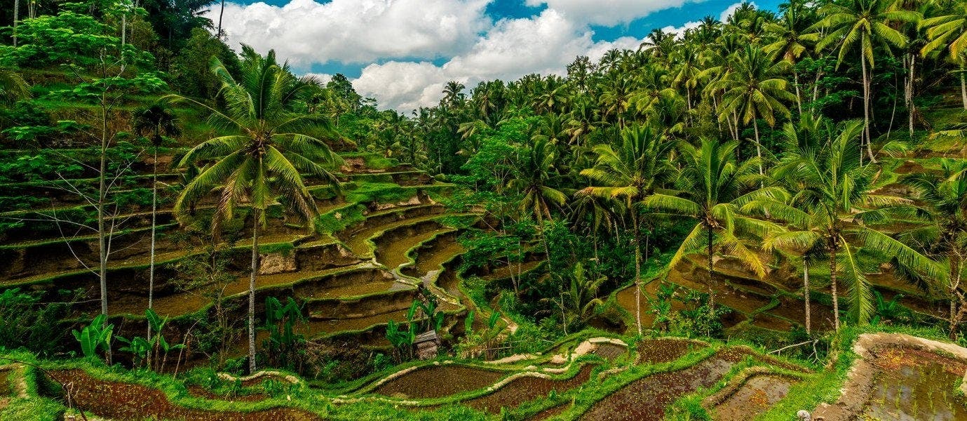 Adventures in Java & Bali Paradise