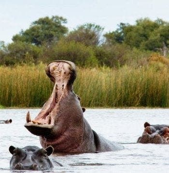 Cape, Kruger, Victoria Falls & Chobe N.P.