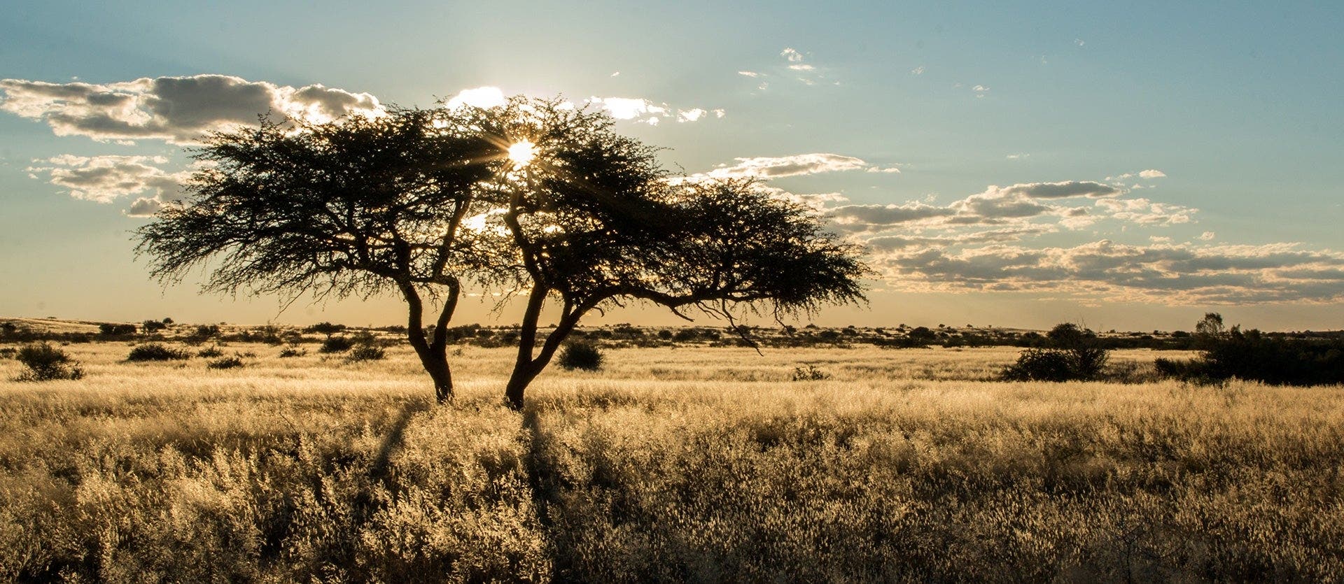Das faszinierende Namibia: Dünen und Baums