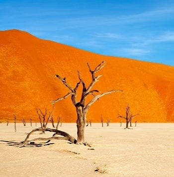 Das faszinierende Namibia: Dünen und Baums