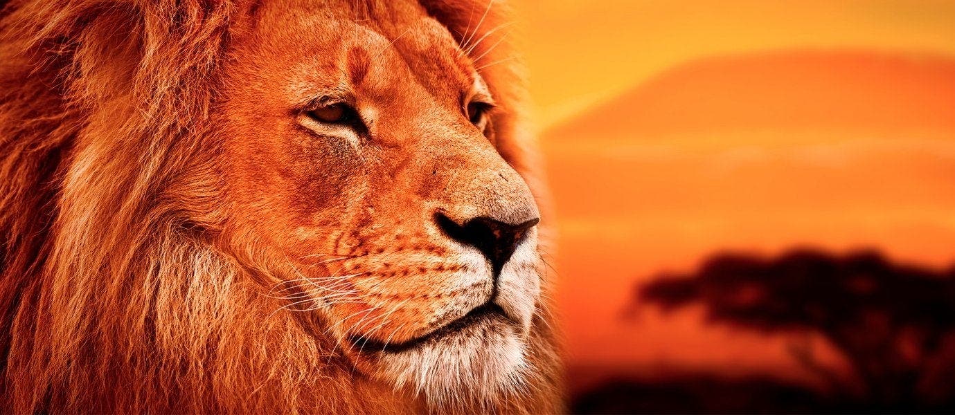 Aventura africana de lujo