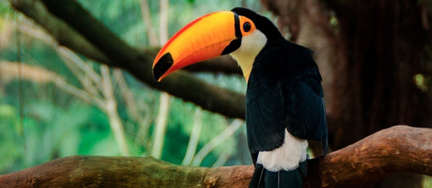 La noche mágica de las tortugas marinas