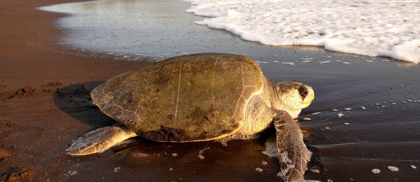 La noche mágica de las tortugas marinas