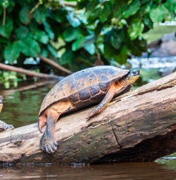 La noche mágica de las tortugas marinas