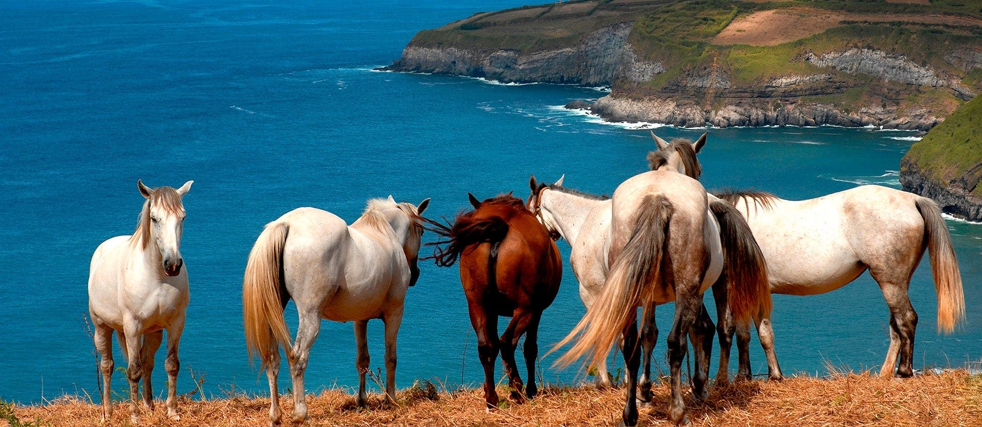 Aventura en la Isla Verde del Atlántico