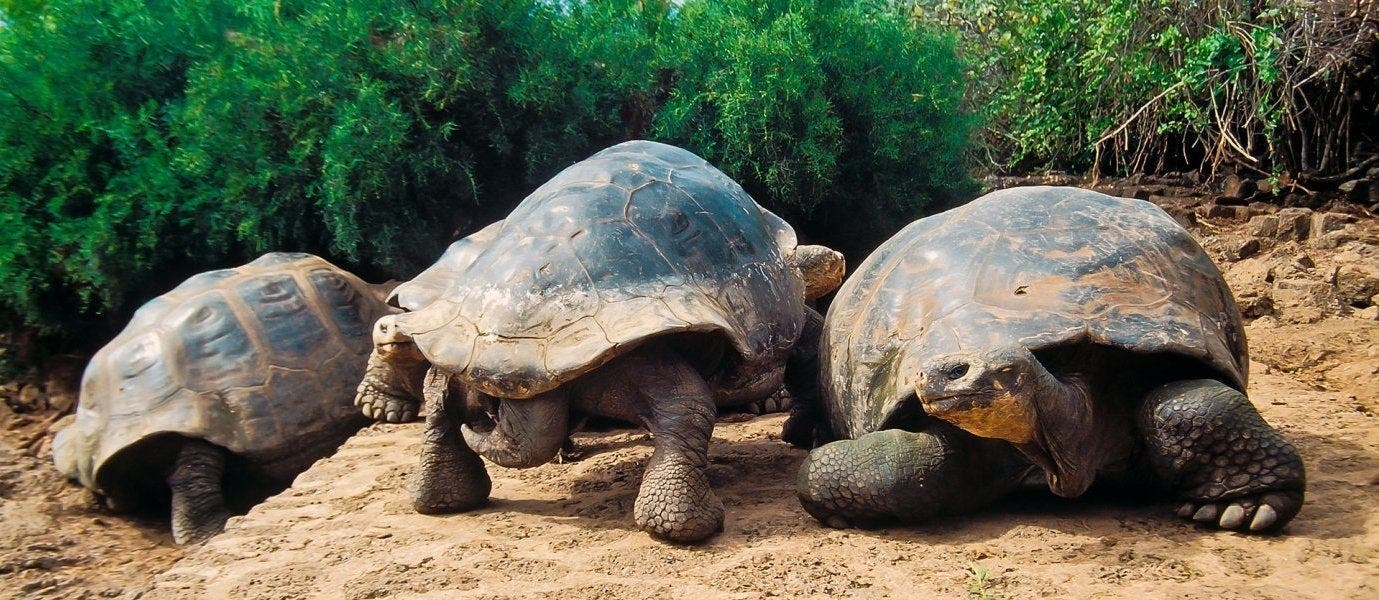 Esencia de las Islas Galápagos