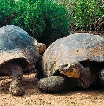 Esencia de las Islas Galápagos