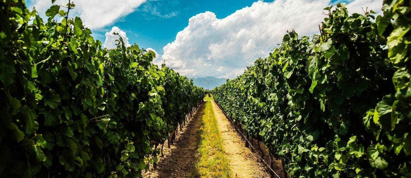 Capitales latinas y viñedos de Mendoza