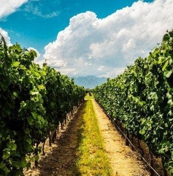 Capitales latinas y viñedos de Mendoza