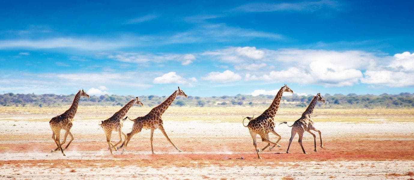 África salvaje: safaris, cataratas y dunas