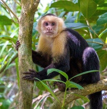 Paraíso tropical y Parque Manuel Antonio