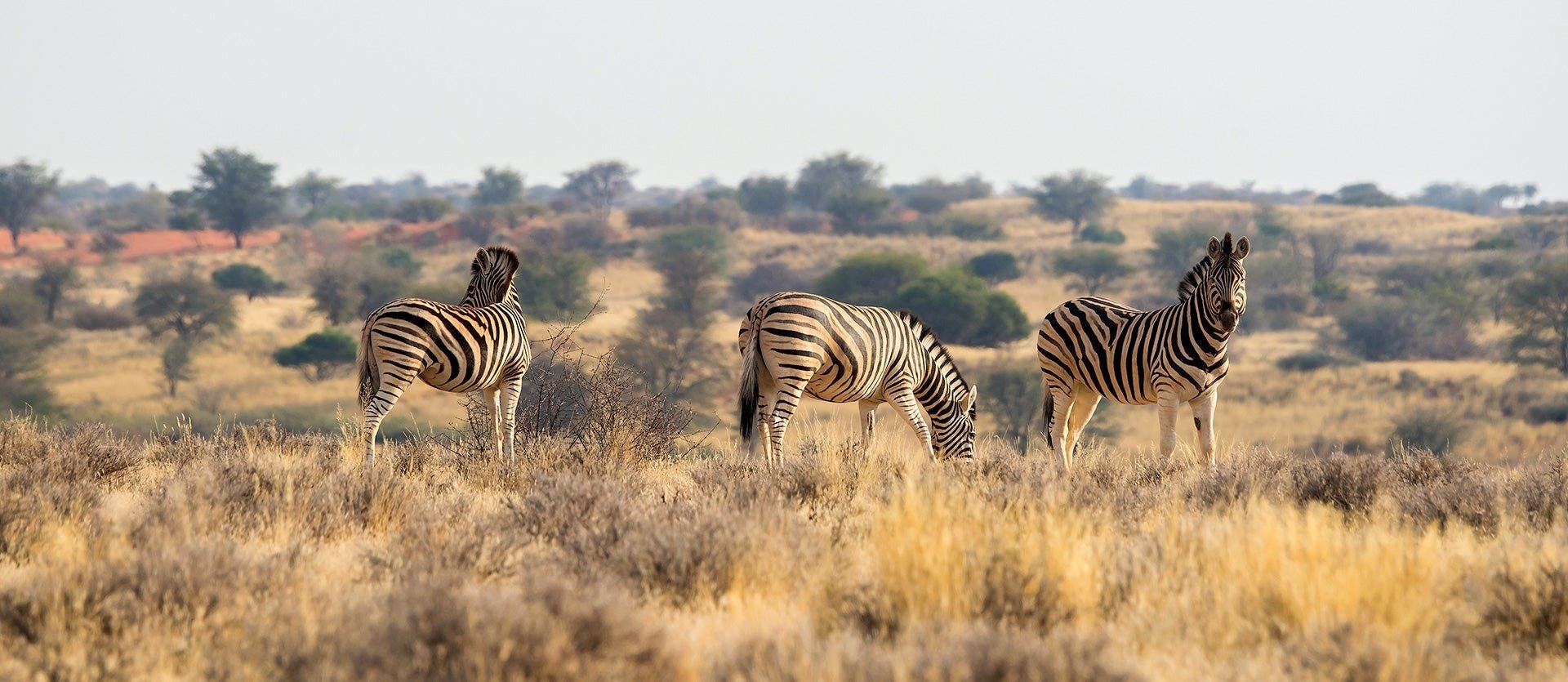 Desiertos del Kalahari y Namibia