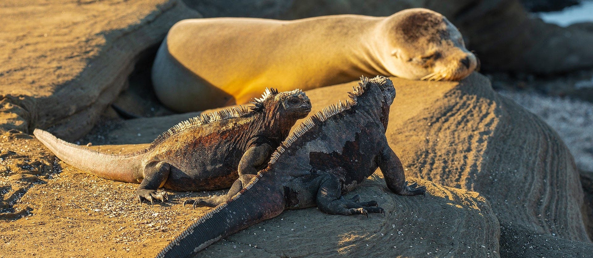 De isla en isla por Galápagos y Amazonia