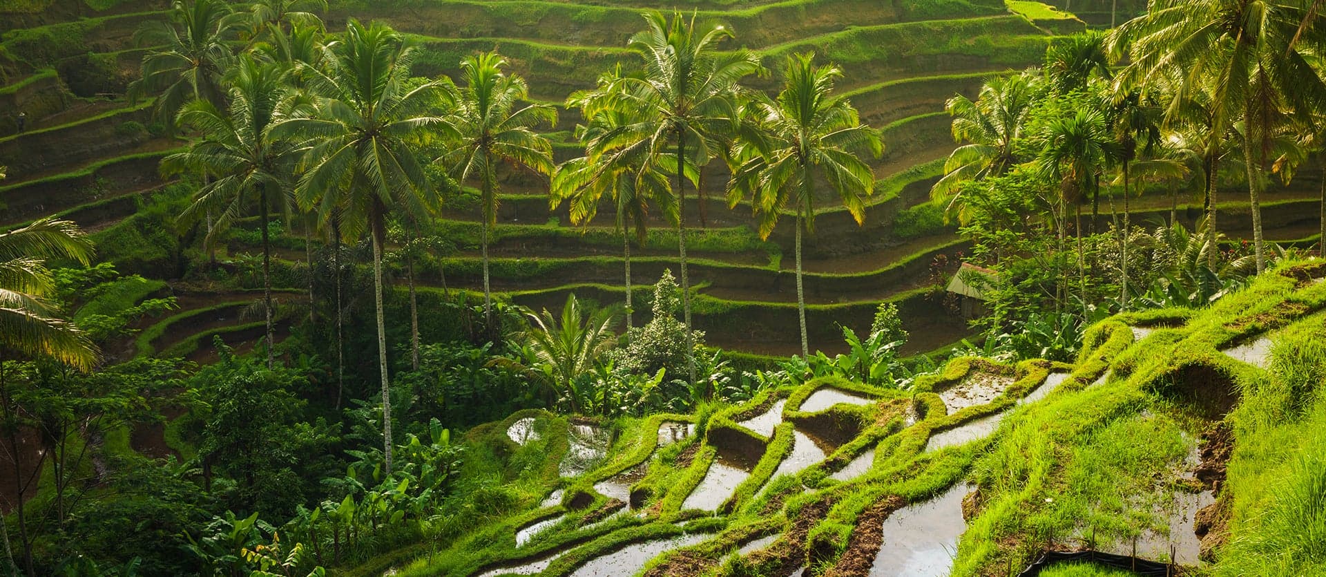 Sacred Bali & Tropical Harmony 