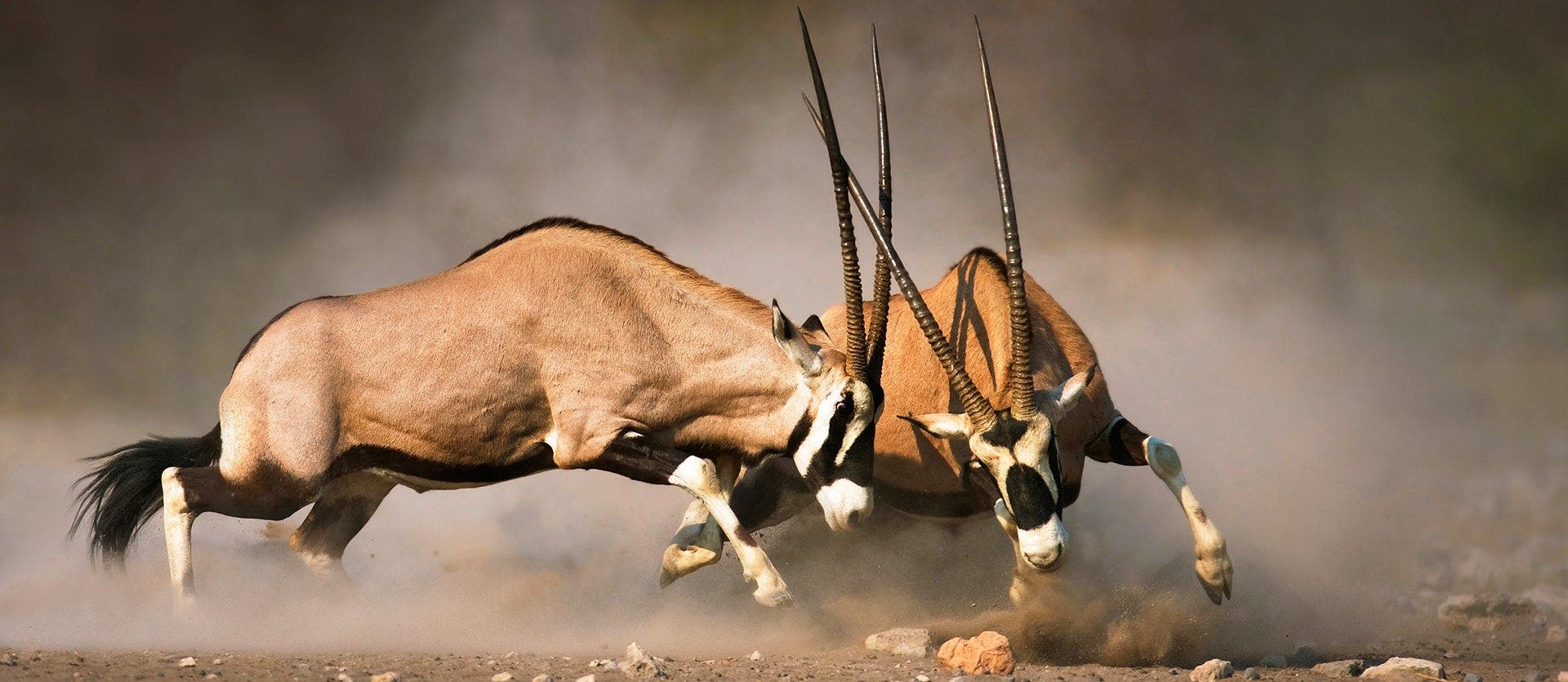 Safaris, Delta del Okavango y Cataratas