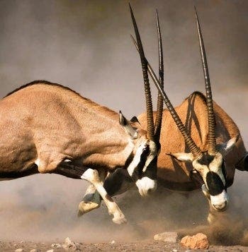 Safaris, Delta del Okavango y Cataratas