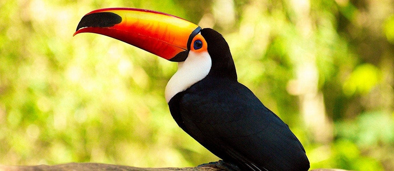 Capitales latinas y cataratas del Iguazú