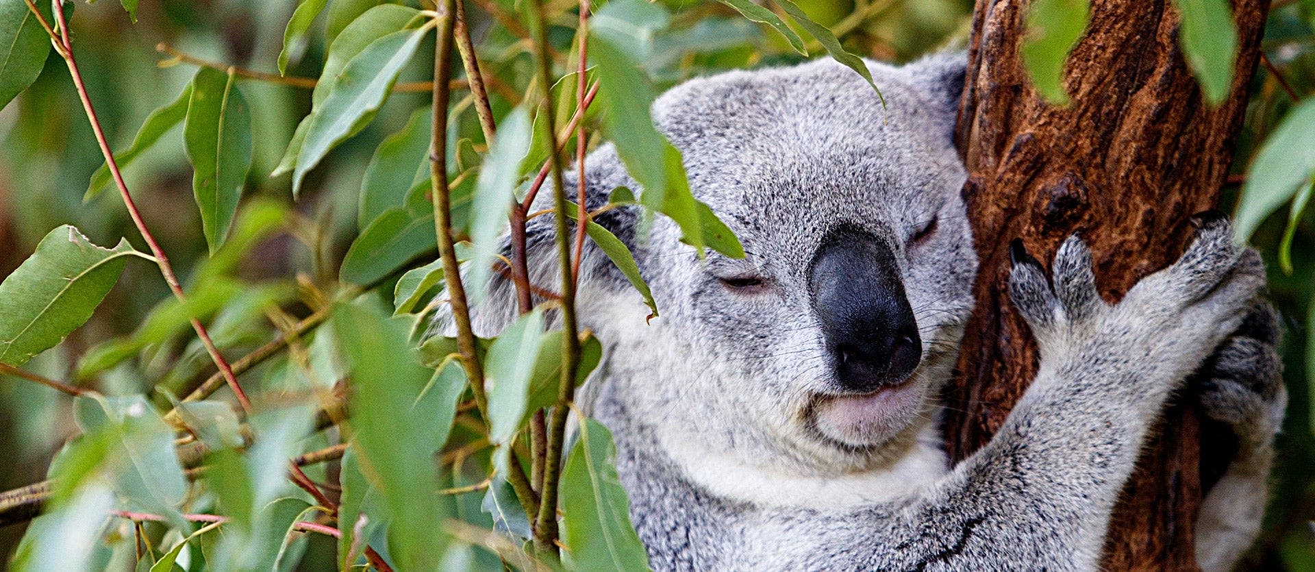 Ruta a fondo por Australia