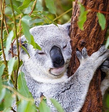 Ruta a fondo por Australia