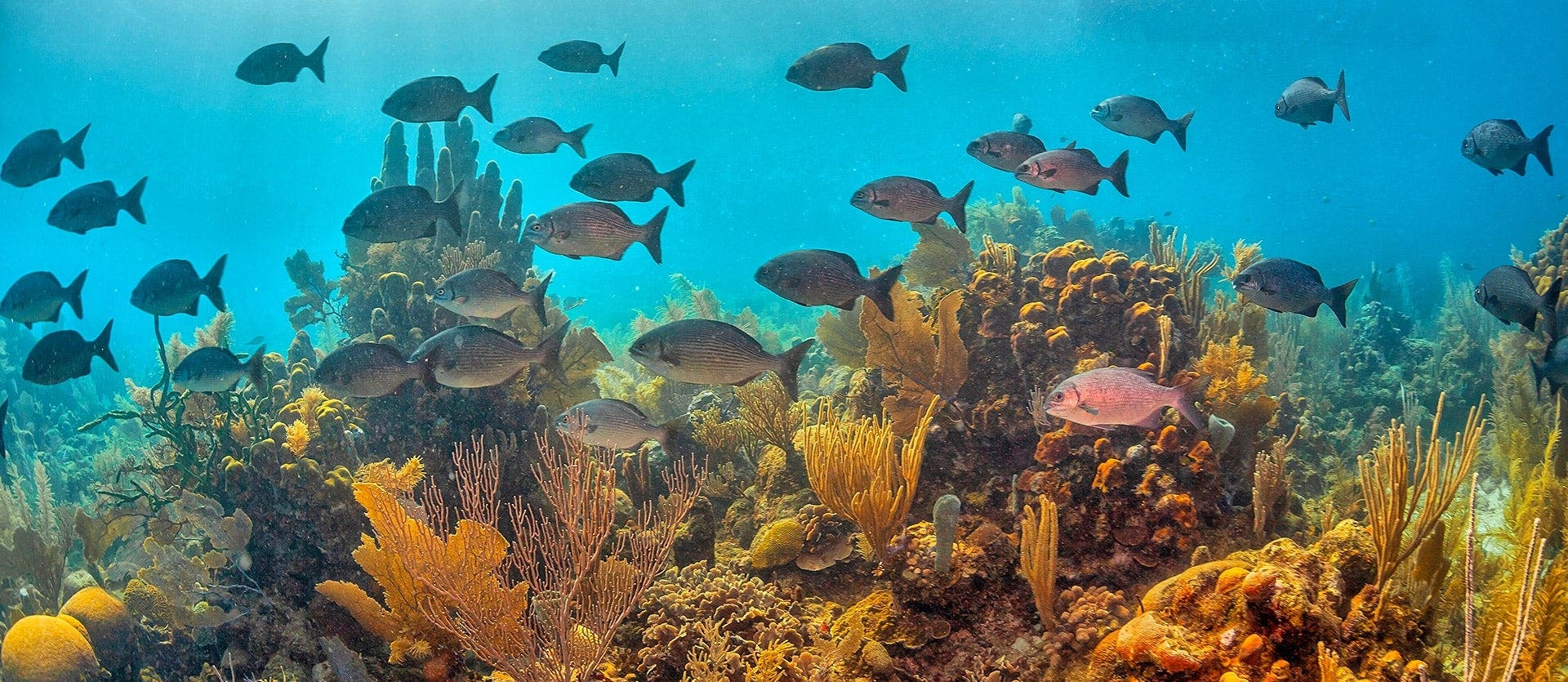 Ciudades y todo incluido en Roatán