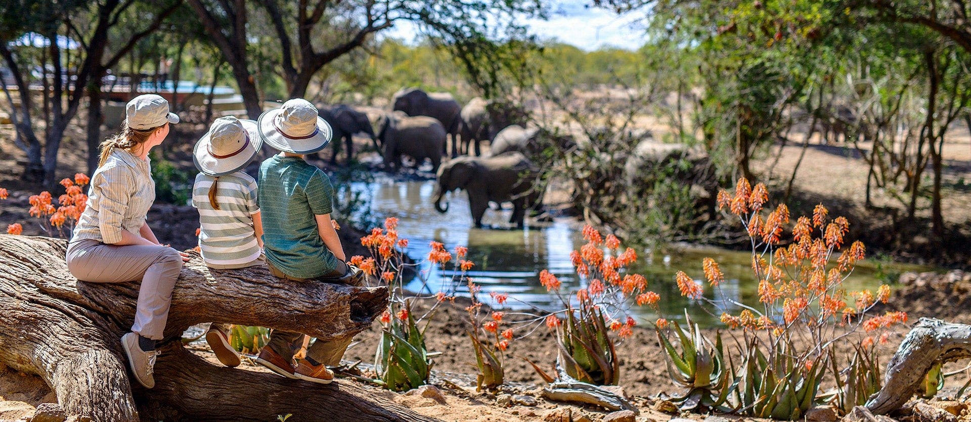 Familias: safari, playas y Table Mountain