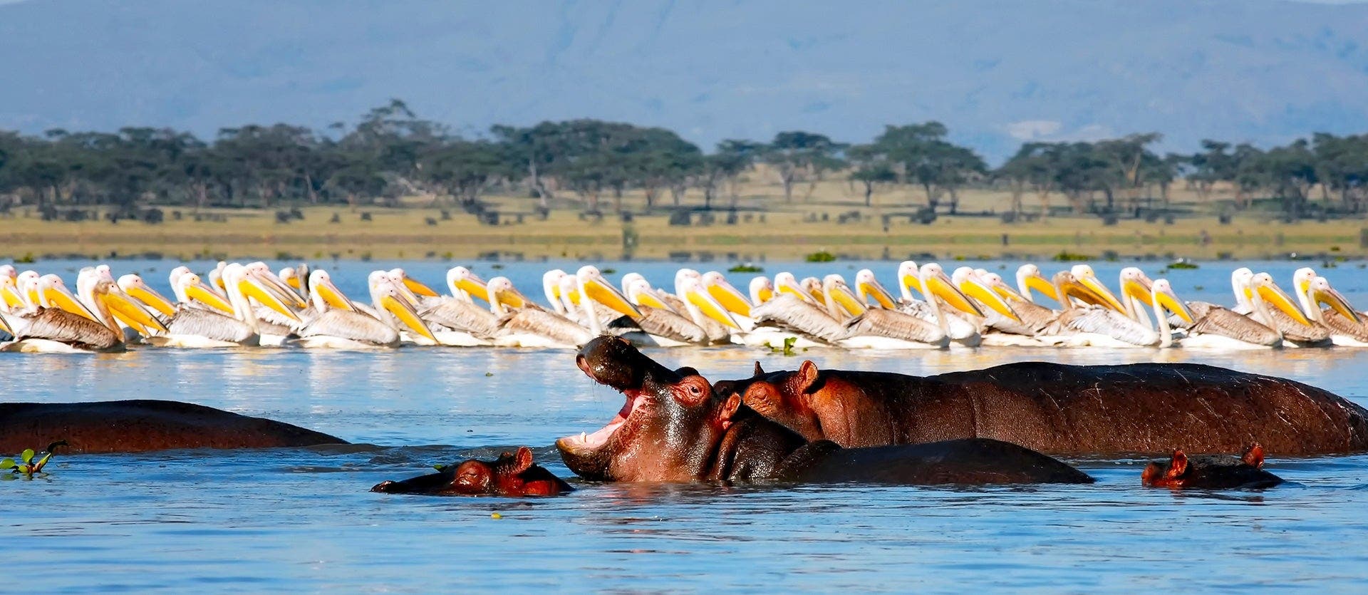Sabanas, Safaris y Masái Mara