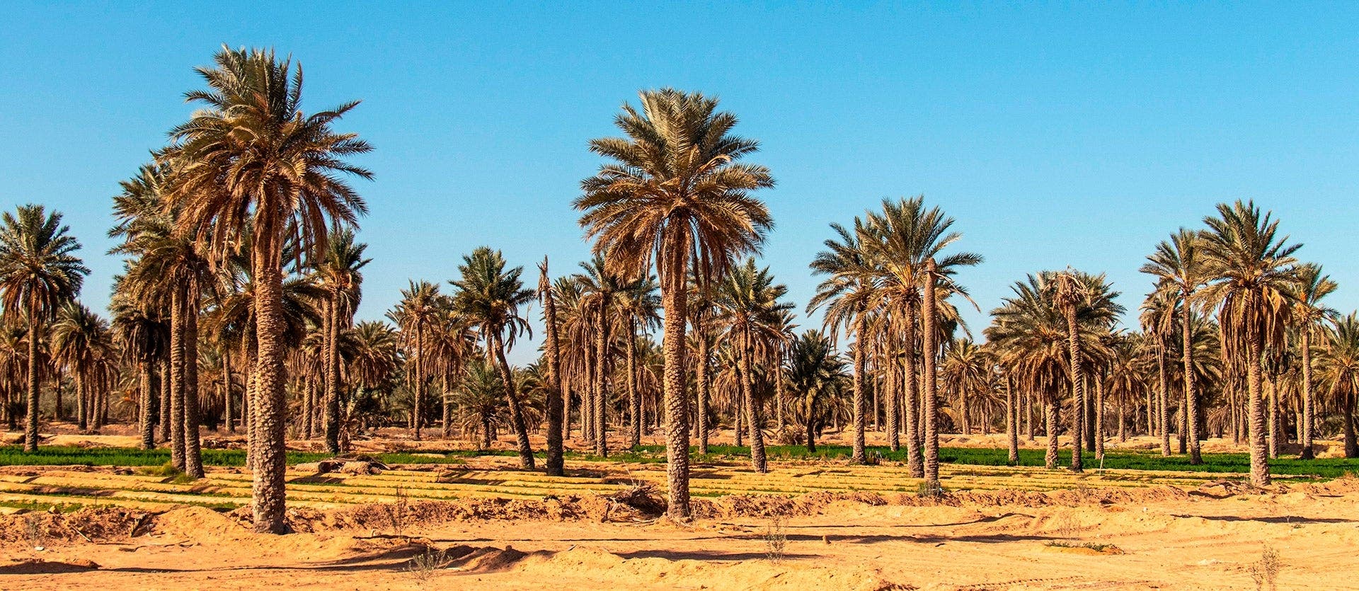 Tesoros de Egipto y Túnez
