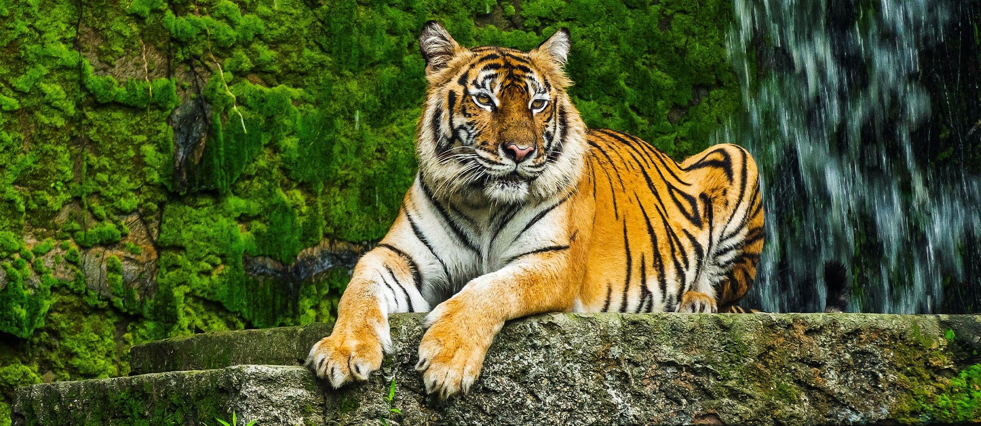 Indian Safari adventure