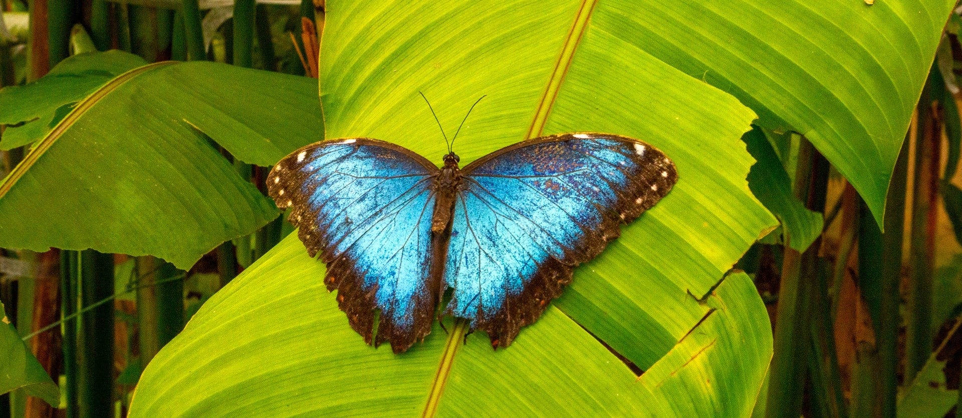 Ciudad de Panamá y la selva de Gamboa