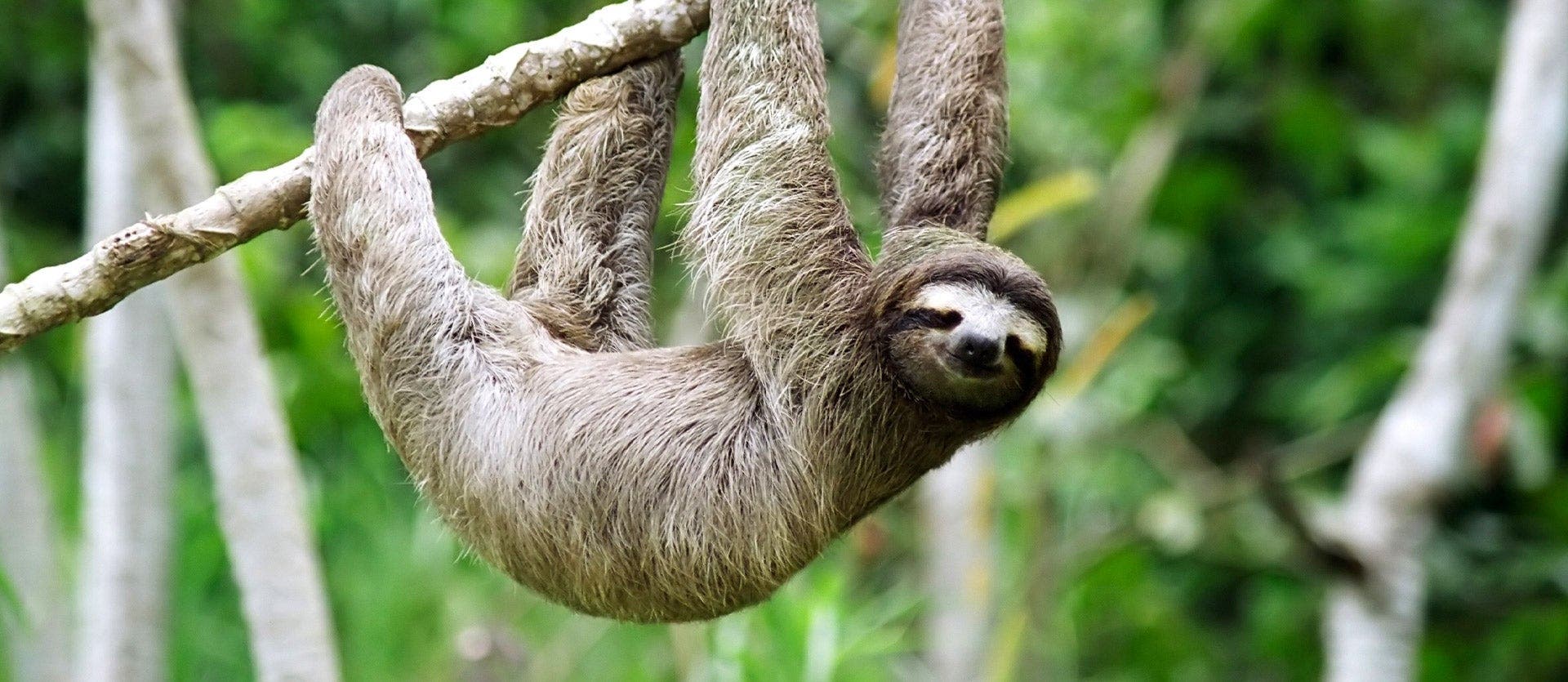 Ciudad de Panamá y la selva de Gamboa