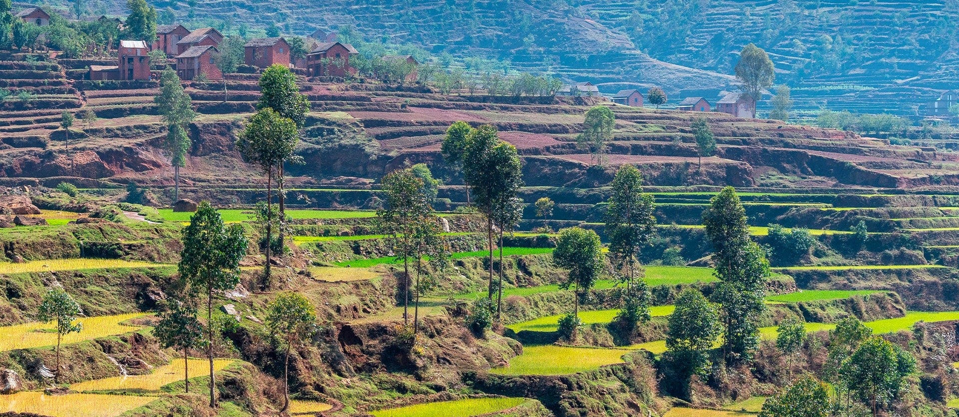 Lémures, baobabs y costa malgache