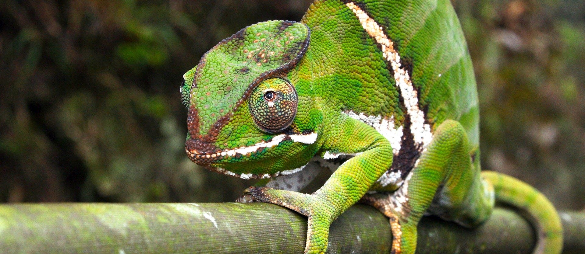 Lémures, baobabs y costa malgache