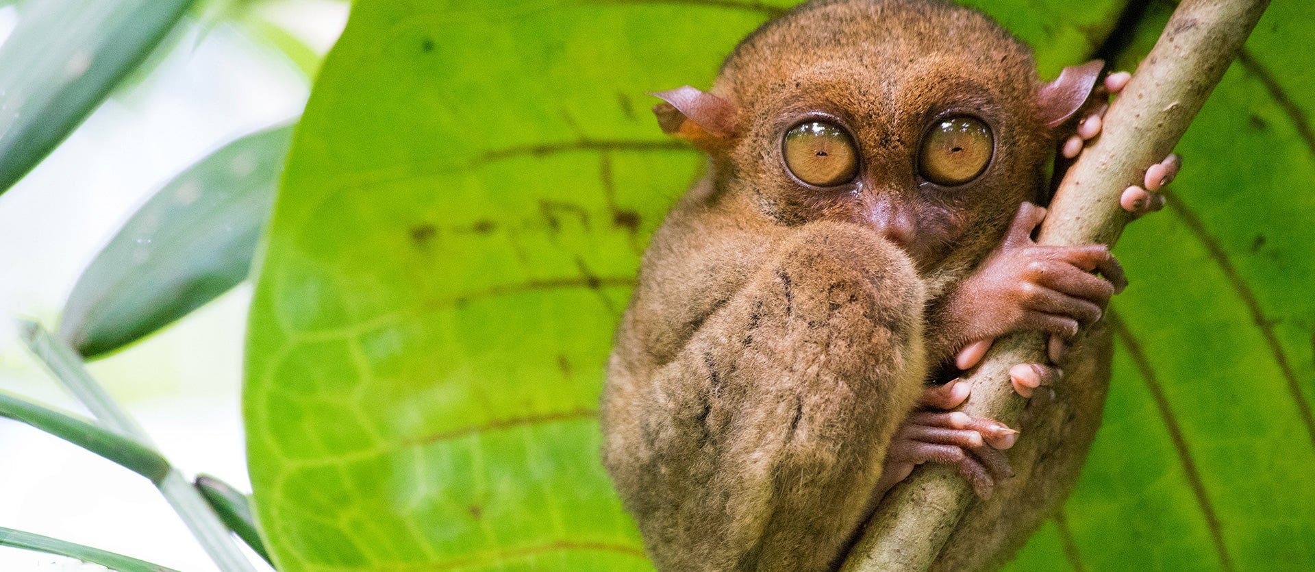 Cultura y paraíso: de Tokio a Filipinas