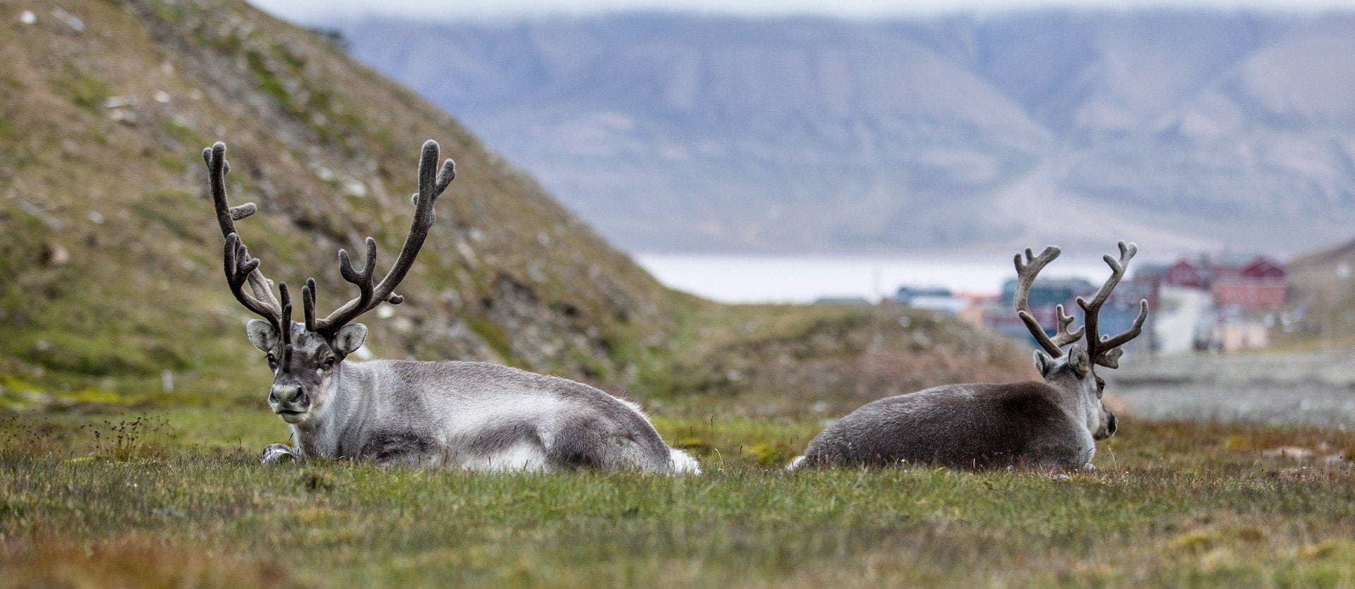 Fiordos noruegos y el Ártico de Svalbard
