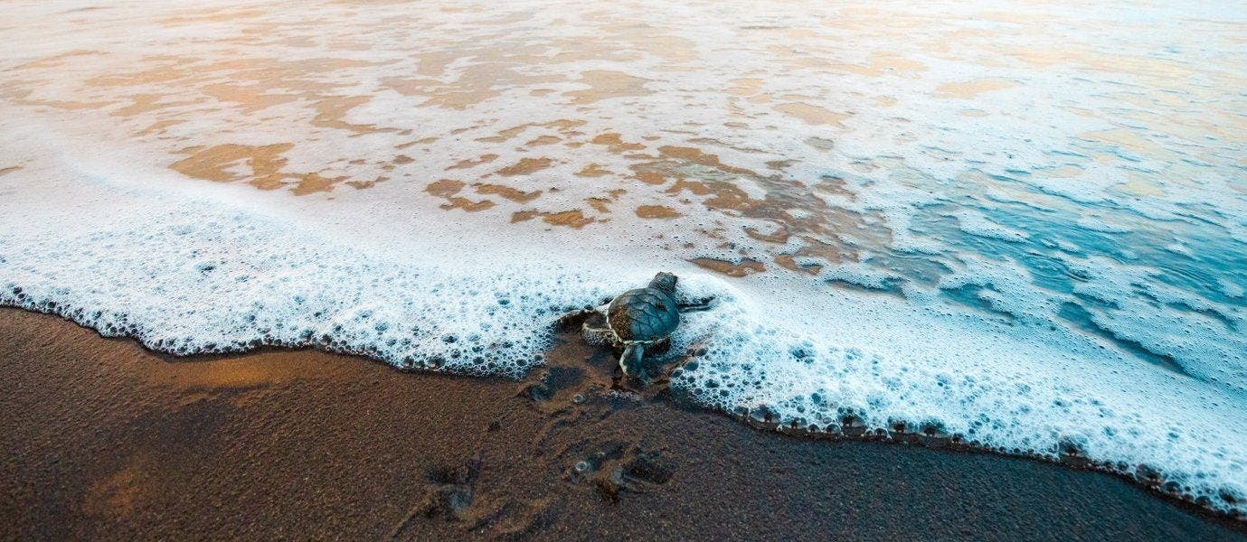 La noche mágica de las tortugas marinas